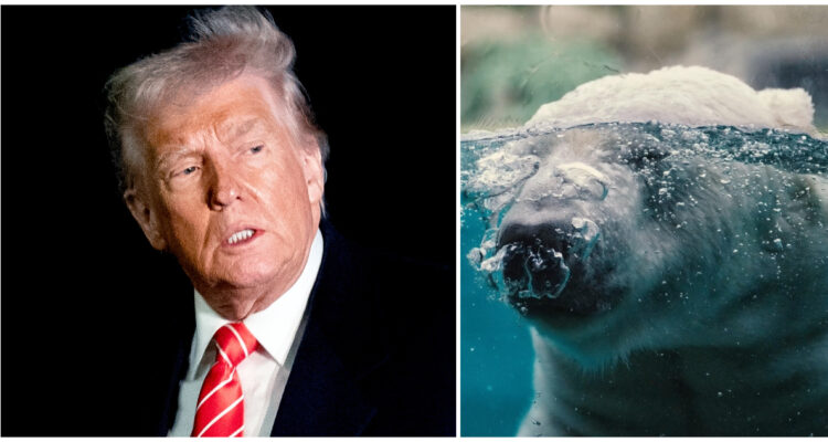 Ni osos polares se salvaron: Los lugares más raros donde Trump impuso aranceles de su guerra comercial