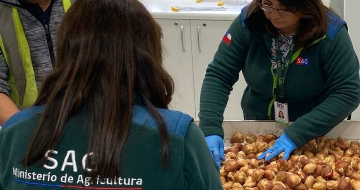 Provincia de Osorno realiza el primer envío de bulbos de tulipanes a Perú