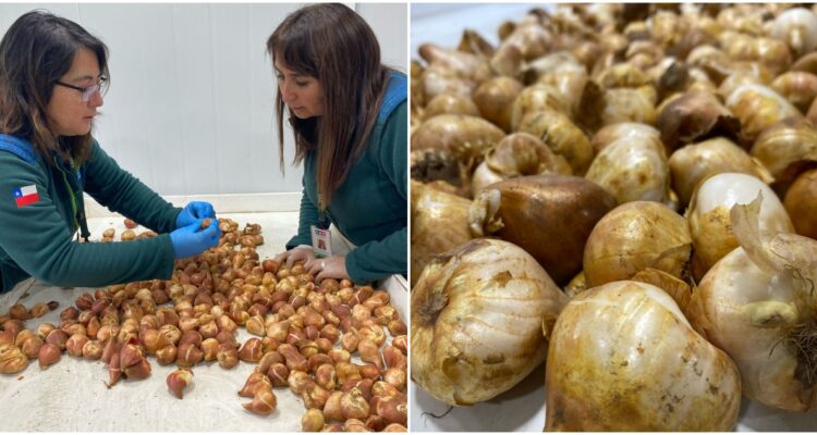 Provincia de Osorno realiza el primer envío de bulbos de tulipanes a Perú