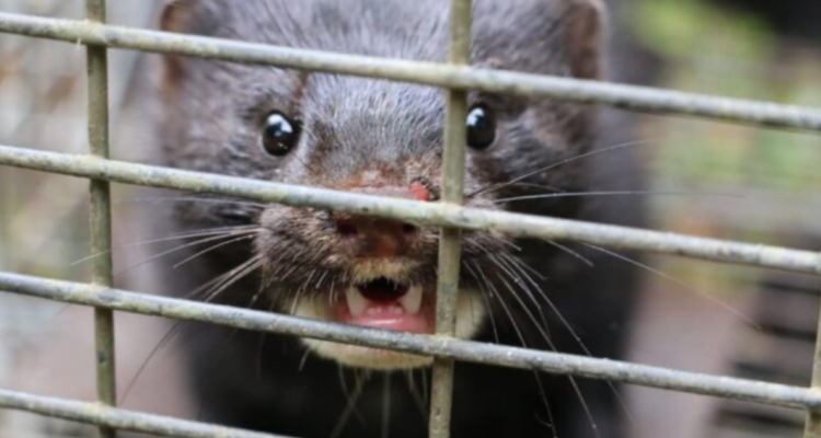 Un ejemplar de visones americanos por trampas que se entregarán en Pitrufquén