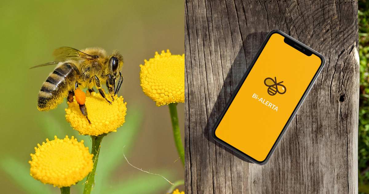 Crean sistema de alerta para apicultores que protege la polinización y salud de abejas en Los Lagos