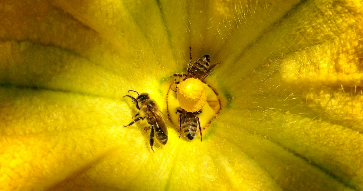 Abejas dentro de una flor
