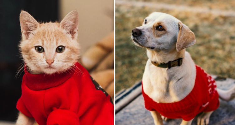 Abrigar mascotas con ropa en invierno