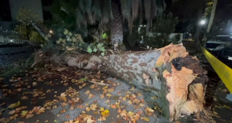 Árbol cae afuera de un edificio tras las últimas lluvias en Providencia