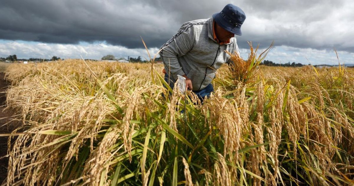 Logran cultivar en Chile Jaspe Flar: un arroz ultrarresistente que vence sequías y ahorra mucha agua