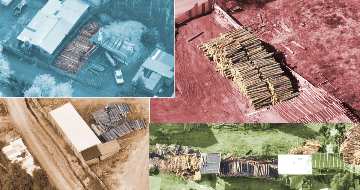 Imágenes aéreas de red de aserraderos clandestinos en Curanilahue al interior de terrenos de Forestal Arauco que están tomados.