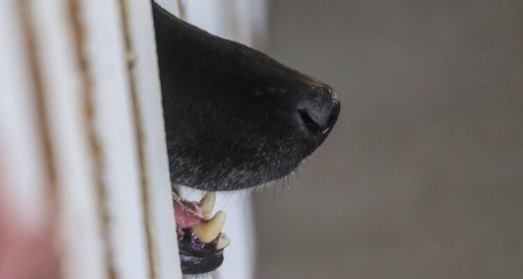 Adulto mayor resulta lesionado tras ser atacado por perros en sector Las Acequias de Angol