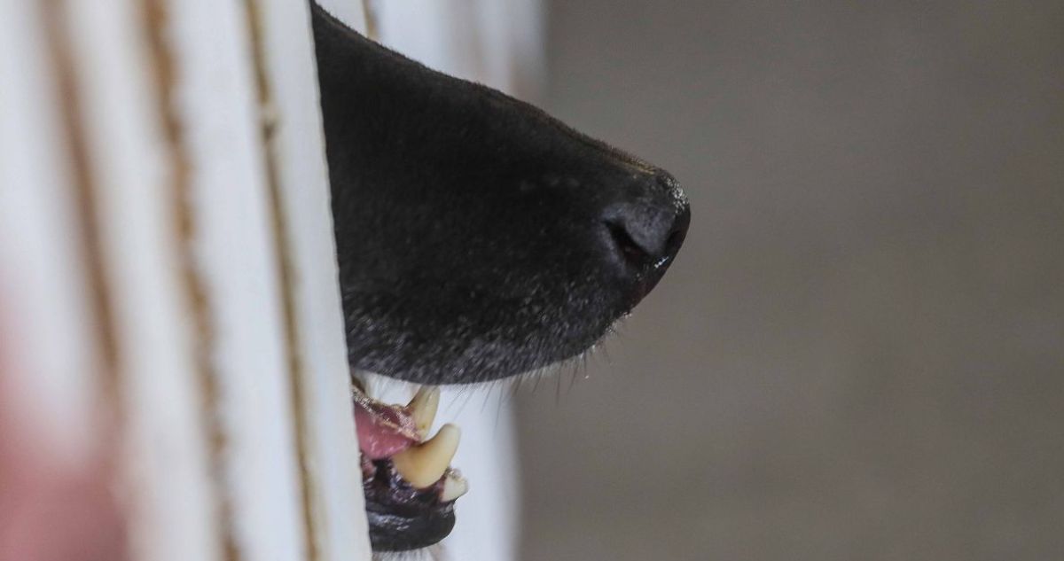 Adulto mayor resulta lesionado tras ser atacado por perros en sector Las Acequias de Angol