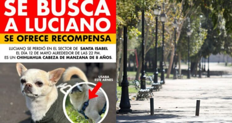 La desesperada búsqueda del perro Luciano: hombre dice que lo encontró, pero que no lo va a devolver