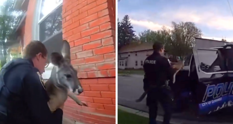 Canguro es “arrestado” en Estados Unidos tras escapar de su casa