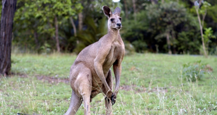 Canguroi mata a cuidador