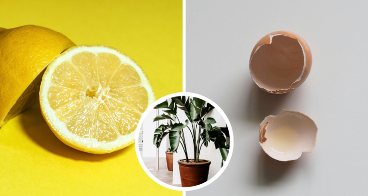 Cáscara de huevo mezclado con zumo de limón para las plantas ¿Realmente efectivo? Químico lo explica