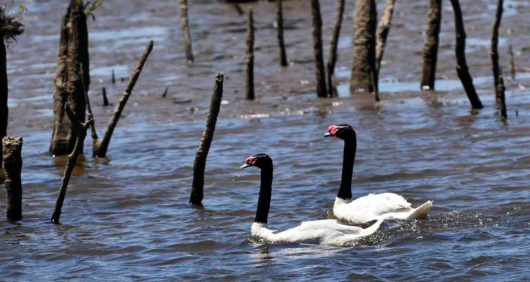 Cisnes de cuello negro por depredación en su contra por parte de lobos marinos