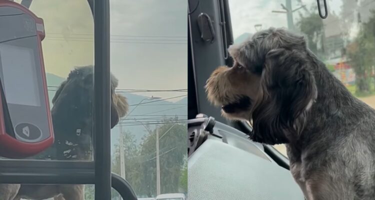 Chofer RED que fue viral acusa despido por trabajar con su perro de apoyo emocional