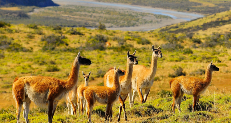 Cómo los inversionistas están convirtiendo los datos de biodiversidad en decisiones de inversión