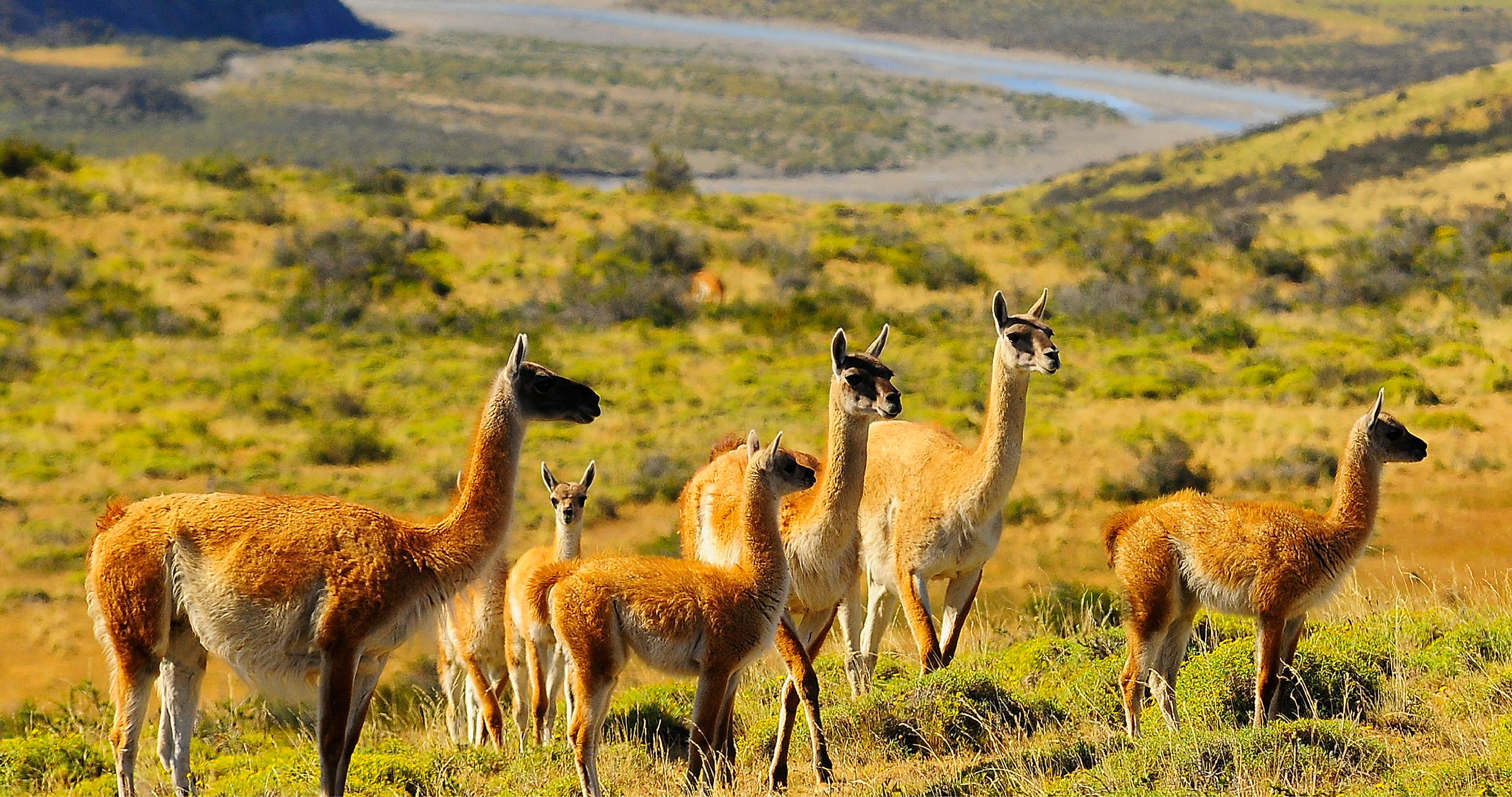 Cómo los inversionistas están convirtiendo los datos de biodiversidad en decisiones de inversión