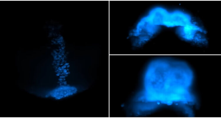 Fotos que muestran cómo comienza a formarse un corazón