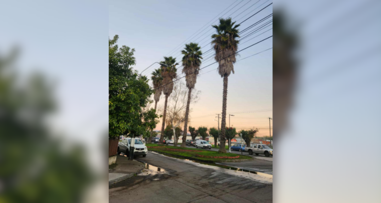 Gato lleva 4 días atrapado arriba de una palmera en Molina: vecinos claman por ayuda