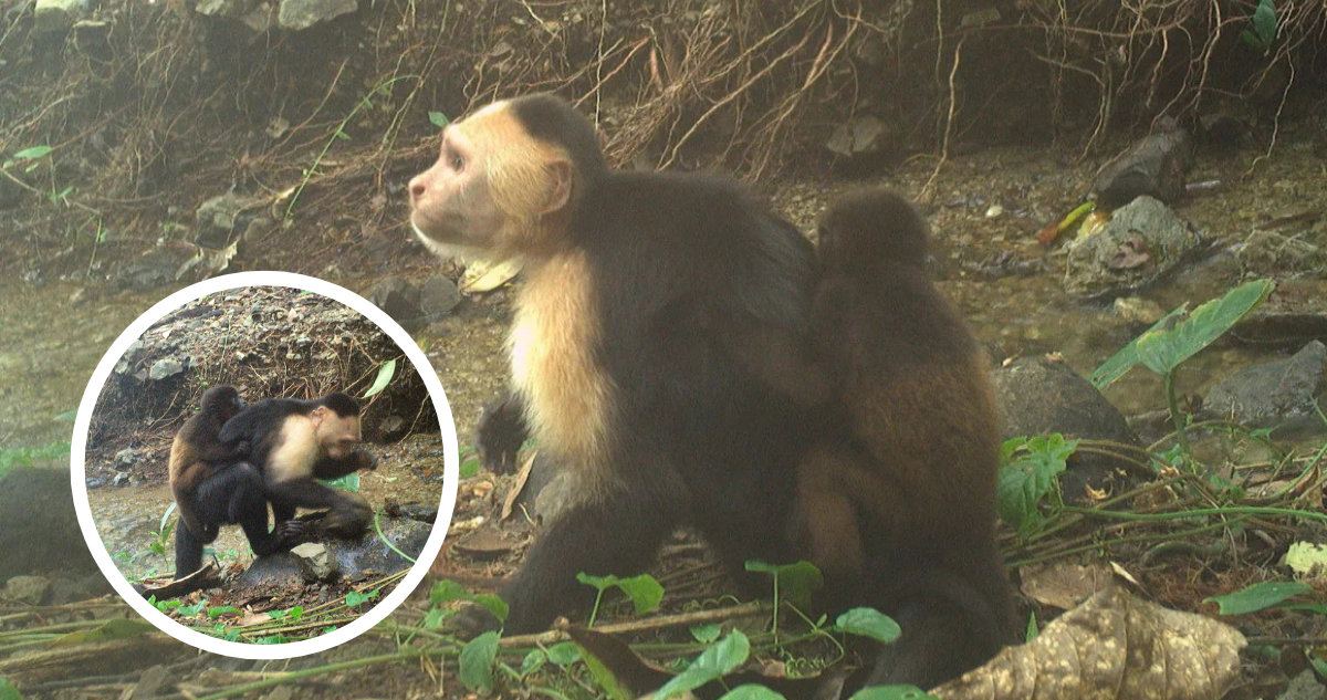 Descubren a monos secuestrando a crías de otras especies