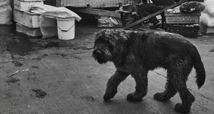 Detalle de la portada de Negocio familiar, Editorial Planeta Chilena.