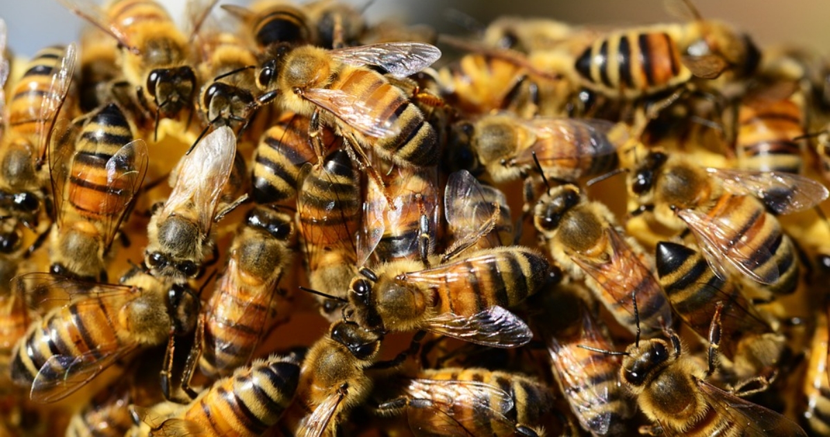 Día Mundial de las Abejas: fecha para generar conciencia sobre la importancia de estas polinizadoras