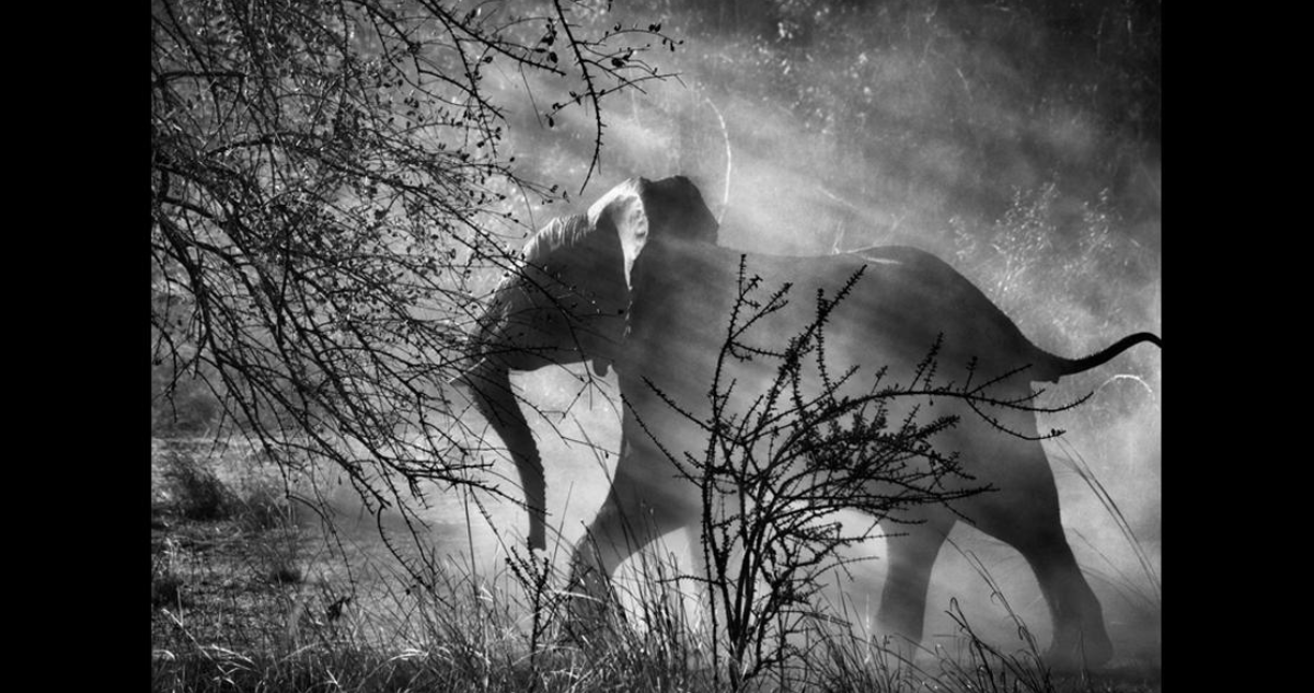 "Elefante", de "Génesis", de Sebastiao Salgado.