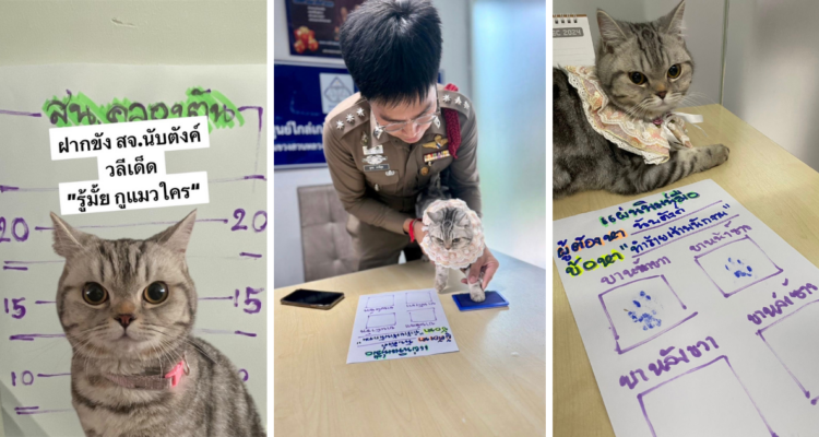 Gata es “arrestada” por atacar a varios policías en Tailandia