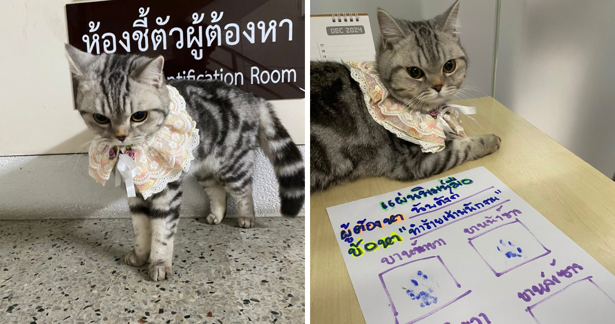 Gata es "arrestada" por atacar a varios policías en Tailandia 