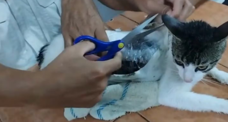 Gato narco en Costa Rica