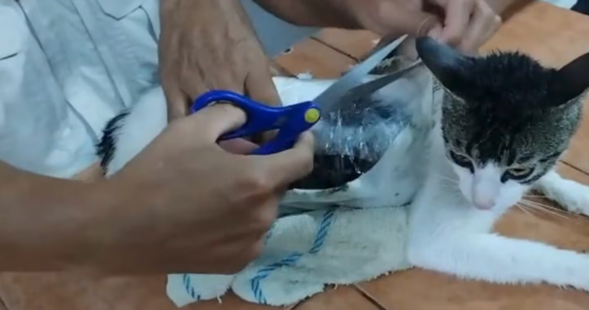 Gato narco en Costa Rica