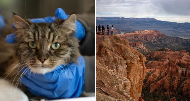 Gato sobrevive a caída de acantilado