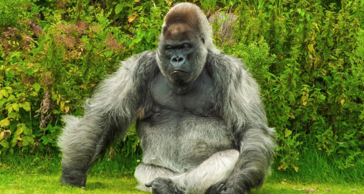 ¿Quién ganaría en una pelea entre un gorila y 100 hombres? La ciencia encontró la respuesta