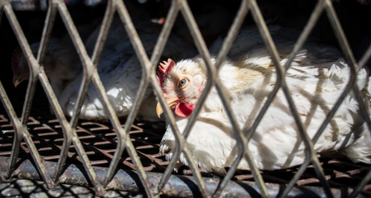 Chile su suma a China, UE y otros países que suspendieron compra de pollo brasileño por gripe aviar