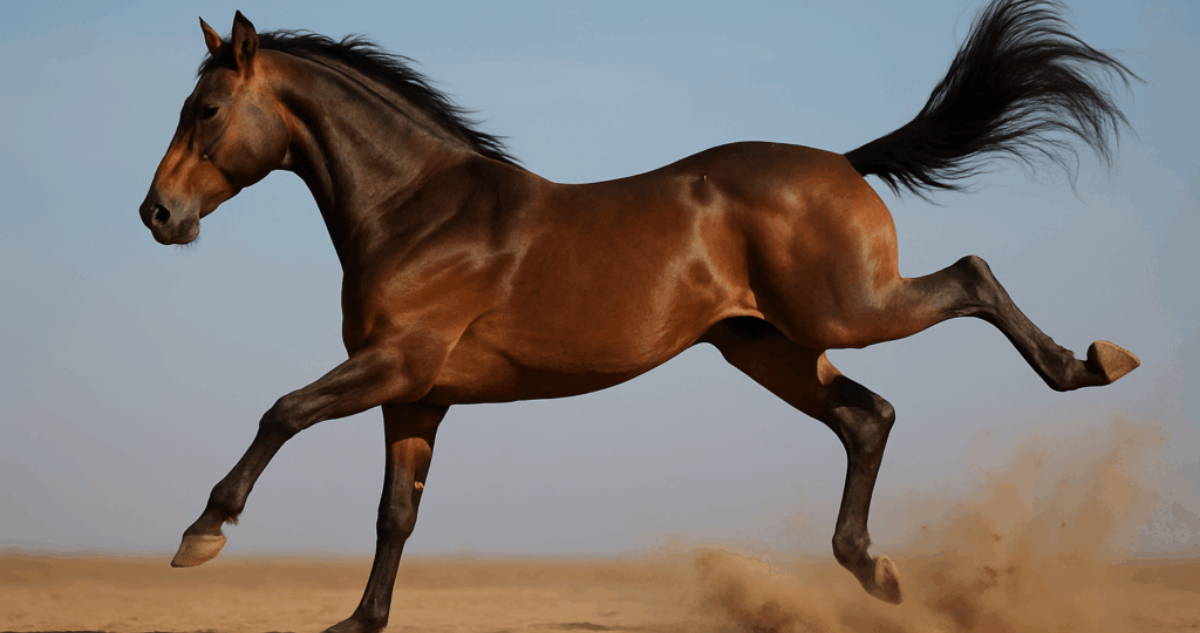 Impacto en Vichuquén por muerte de niño de 4 años tras patada de un caballo
