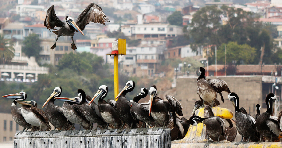 Científicos chilenos confirman primera transmisión entre mamíferos del virus de influenza aviar H5N1