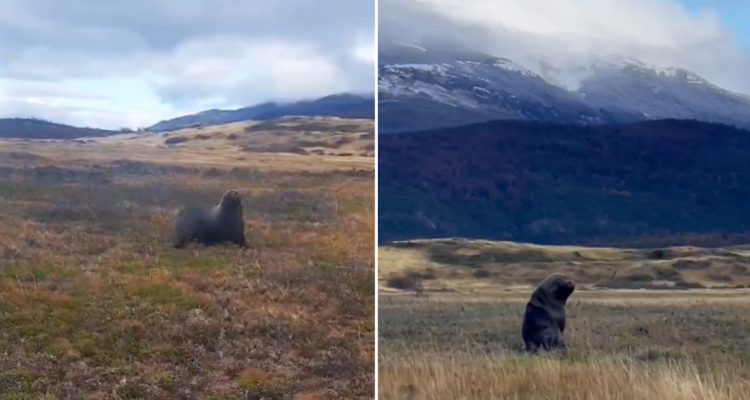 Lobo marino en Torres del Paine