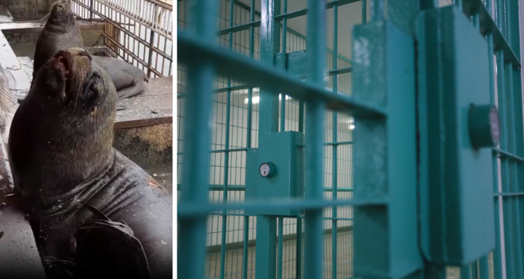 Lobos marinos y celda de cárcel por prisión preventiva para acusado de lanzar petardos