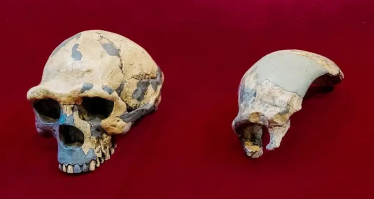 ¿Una nueva especie de humanos? Cráneo de hace 300.000 años no coincide con ningún homínido conocido