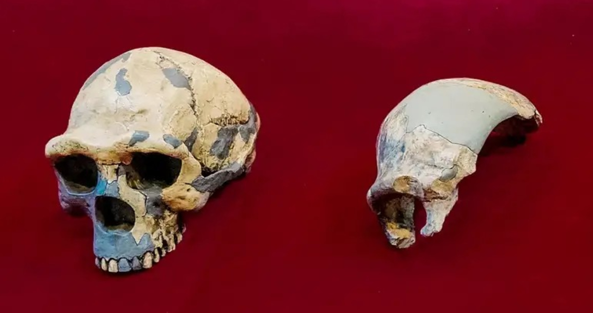 ¿Una nueva especie de humanos? Cráneo de hace 300.000 años no coincide con ningún homínido conocido