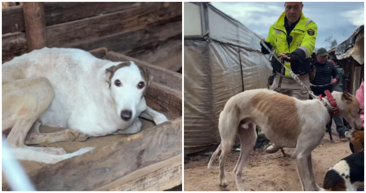 Maltrato de galgos en Limache