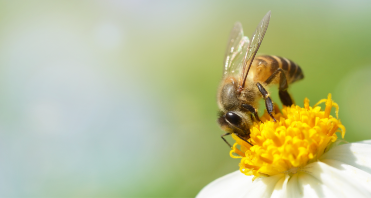 Más allá de la Apis mellifera, Chile alberga una diversidad de abejas que merecen ser conocidas