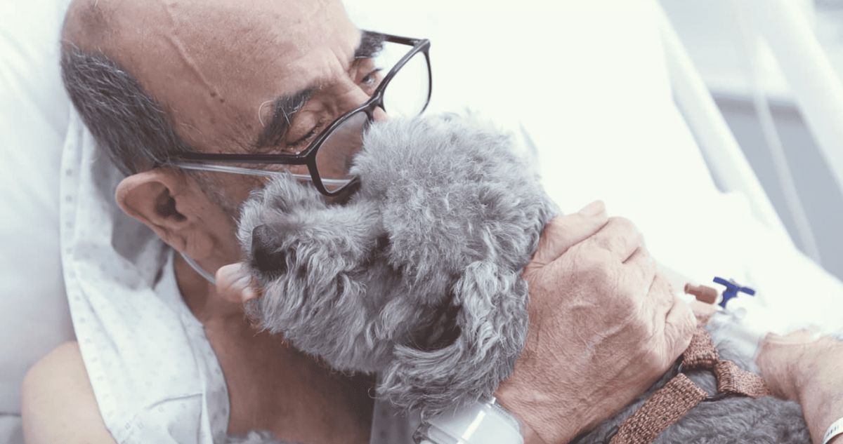 Mascotas podrán visitar a pacientes UCI del Hospital Clínico U. de Chile: “Un cuidado más humanizado”