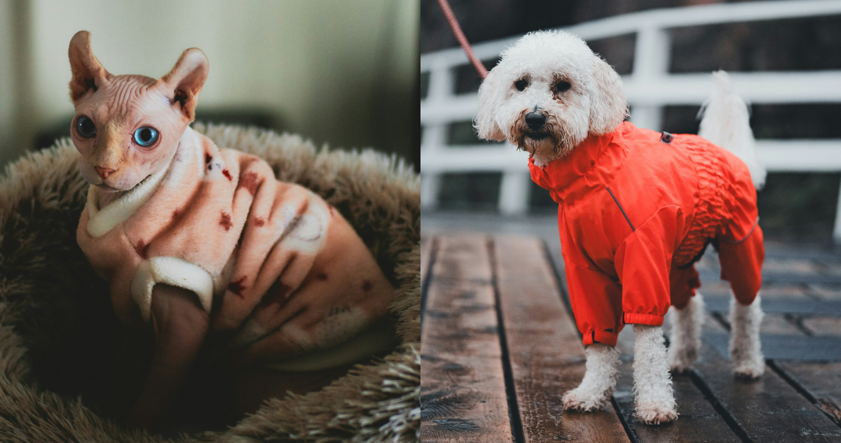 Fotos de mascotas abrigadas