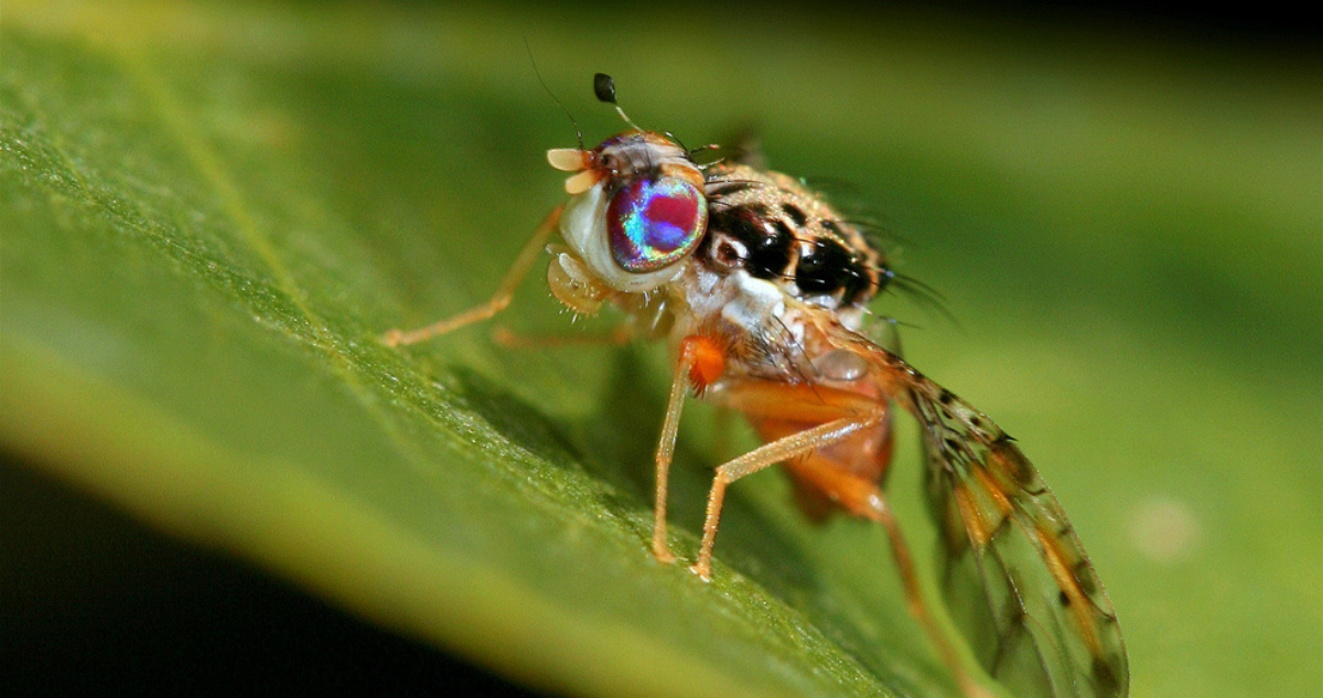 Mosca de la fruta