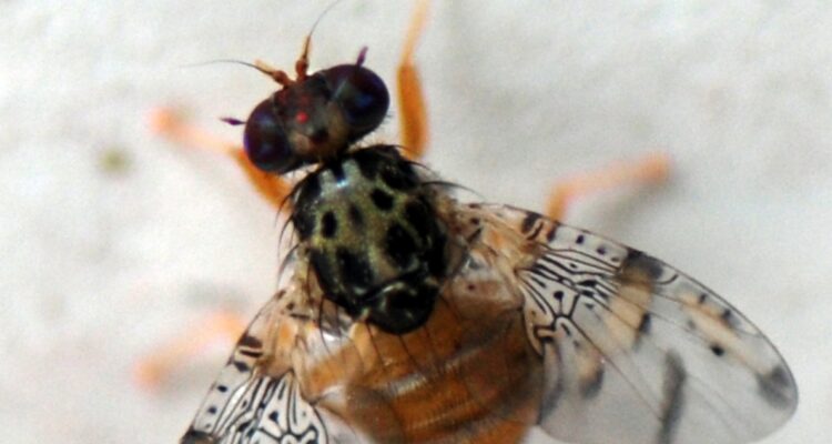 Emergencia por mosca de la fruta: mayoría de focos están en el norte y a causa de contrabando agrícola