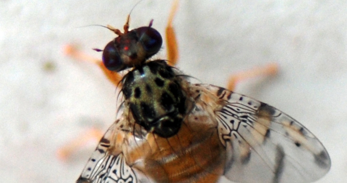 Emergencia por mosca de la fruta: mayoría de focos están en el norte y a causa de contrabando agrícola