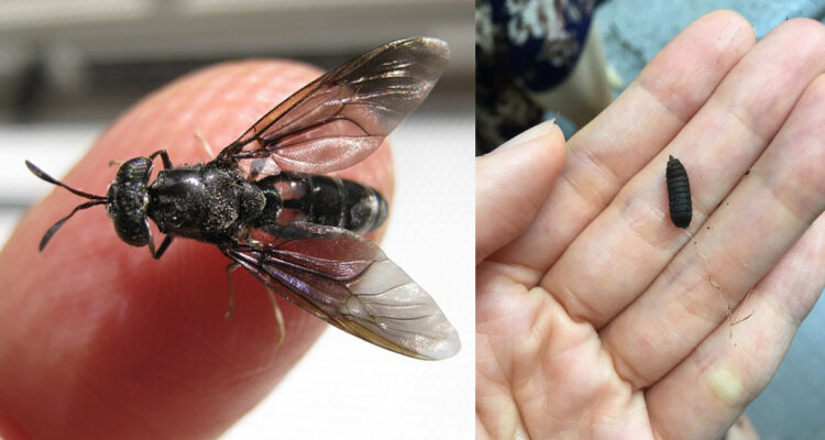 Desarrollan en Chile una vacuna oral contra la gripe aviar que se administra con larvas de mosca negra