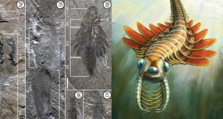Mosura fentoni, el pequeño depredador con 3 ojos de hace más de 500 millones de años