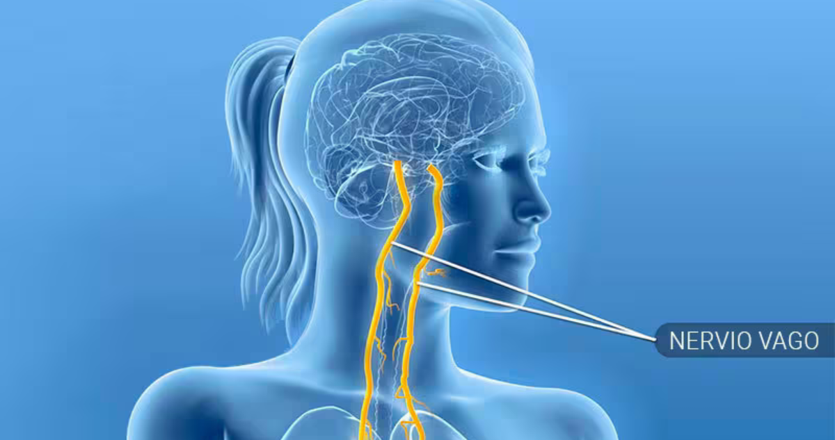 Especialista explica 3 formas de estimular el nervio vago, clave para la longevidad