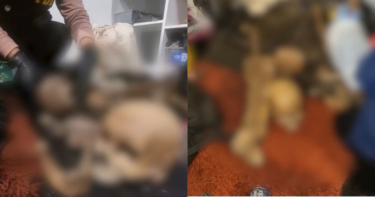 Así encontraron las osamentas que se llevó a su casa el profanador del Cementerio General